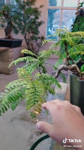 Cómo hacer un bonsai de jacaranda