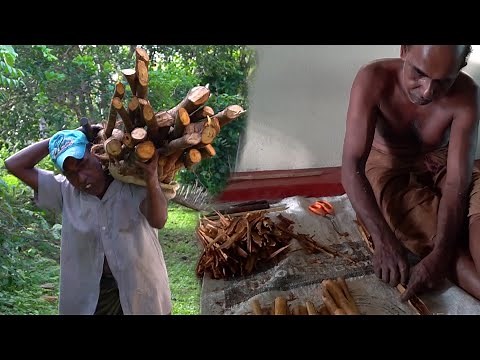 The process of making Ceylon Cinnamon spices - Short Documentary