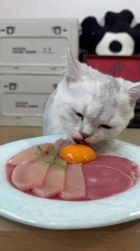 Cute kitten's good meal and growth diary