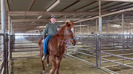 6295 gentle Older Ranch Mare To view pricing and purchase please visit https://www.bowietexaslivestock.com/product-category/odwyer-horses/ ALL ANIMALS ARE AS IS & NON-REFUNDABLE! Call or text 940-257-8884 UPCOMING TRANSPORT- (dates are subject to change) Anywhere along I 40/ Bakersfield CA/Stockton CA 1/7/26 Hillsboro KY 1/5/26 North Carolina 1/7/26 Florida Michigan | Bowie Texas Livestock Barn