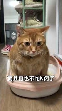 Top 5 Waters for Your Cat This Spring