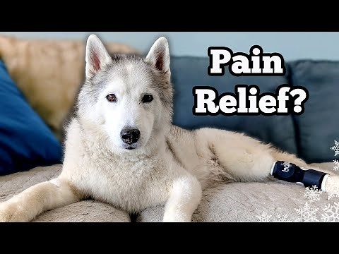 FINALLY! Pain Relief for Our Senior Husky? 🙏 Memphis's PRP Therapy Story & Cost!