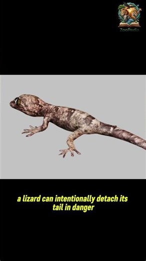 The Lizard That Regrows Its Tail: Incredible Regeneration! 🦎 | Science Facts