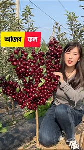 অচেনা অজানা অনেক ফল যা অনেকেই দেখেনি। | Let's Go