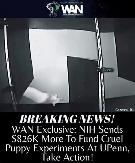 🚨The NIH Just Funded UPenn’s Dog Lab Again! 💔🐕 On Jan 12, 2026, the NIH quietly awarded $826K to a controversial University of Pennsylvania lab, continuing a program that’s cost taxpayers $46M since 1986. @whitecoatwaste (WCW) reveals the lab breeds dogs to develop painful vision disorders, subjects them to invasive eye experiments, and kills them when research is done. Many disabled dogs are even sold to other labs. 🥺 Despite promises to reduce animal testing, the NIH continues funding thes