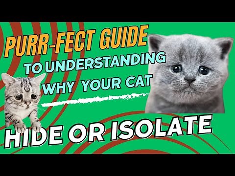 🔍 Understanding Feline Behavior: Why Cats Hide or Isolate🐱