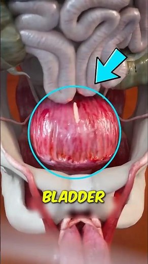 Stop Holding Your Pee! Here's What Happens to Your Bladder 😱 #HealthTips #DidYouKnow