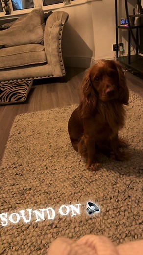 Understanding the Impatient Nature of Cocker Spaniels