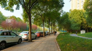 Relaxing Walk Under Autumn Trees in China