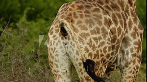 footage of wild African giraffe herd butt pooping in savannah. Process of defecation. Excrement fall down from a hole. South Africa safari in national park. Amazing rare shot of african animals