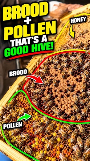 Brood + Pollen = Exactly What I Want to See 🐝 | Hive Inspection