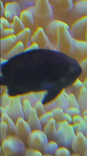 The clownfish and sea anemone || a classic symbiotic relationship