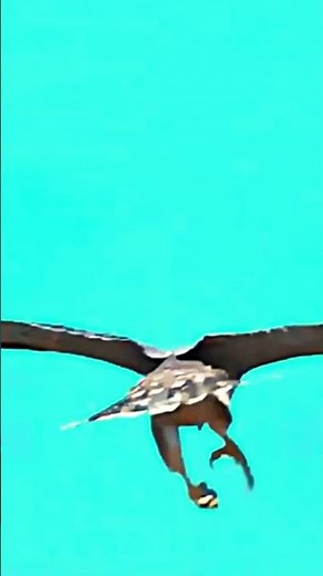 The Most Brutal Hunting Techniques of the Falcon Caught on Camera!