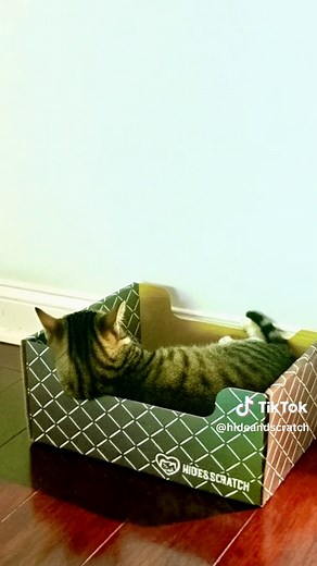 Monday mode: this tabby is box‑obsessed, chin on the edge and ears on duty in their Hide & Scratch. Who else is easing into the week like this? 🐱📦😻 From this kitty's owner: ⭐⭐⭐⭐⭐ Our cat is obsessed with this box