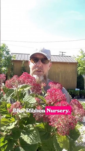 This might be the most underrated hydrangea in the garden center. 👀 Invincibelle Ruby! 🔥#shorts