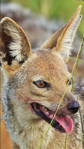 The Clever Jackal 🐕 | Master of Survival #animals