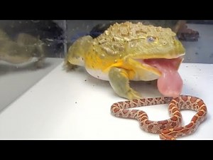 African Bullfrog Eats A Snake / Full Video / Warning Live Feeding