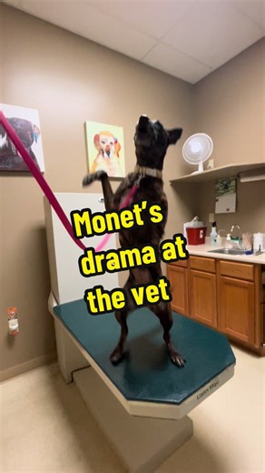 Monet’s Drama at the Vet: A Dog's Empowering Visit