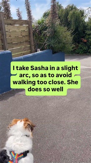 How you approach a situation can affect how your dog approaches a situation