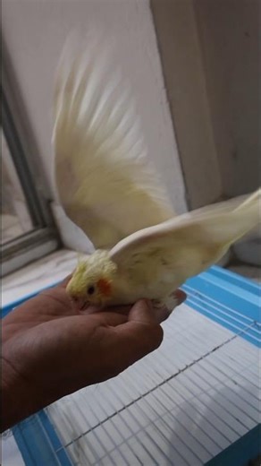 Bird flapping wings #disabled #birds #flapping #wings #cockatiel