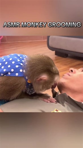 Vídeo de Monkeys Asmr (@monkeys.asmr5) relacionado a monkey grooms asmr pimple