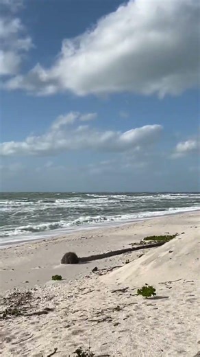 Casey Key Windy & Chilly