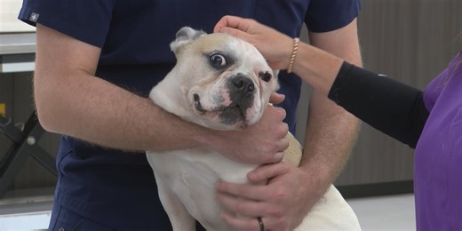 New technology helping pets with cancer