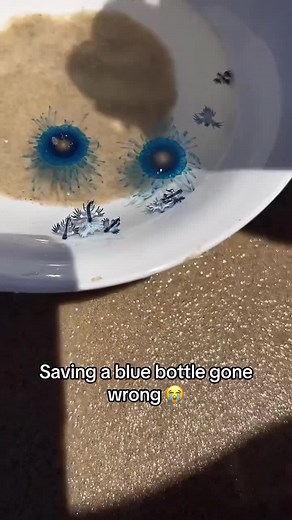 Blue Bottle Flies Information and Facts