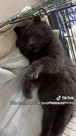 Mød Bamse, den kærlige kat på kattehjemmet