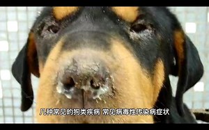 几种狗类疾病，常见病毒性传染病，以及如何才能规范的检测自家狗