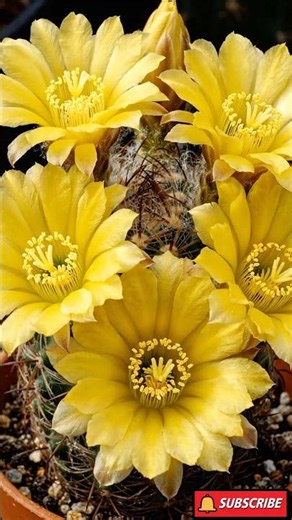 Tiny Cacti Explode Into Orange & Gold Flowers 🌵🌼 Timelapse Bloom