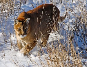 Colorado Parks and Wildlife recommends electrified enclosures for chickens