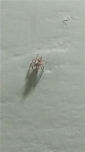 spider 🕷jumping part 2 #song #vocaloid #insects #nanacancer #spider #bug #creepy #trending #horror