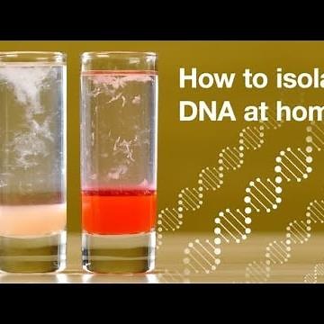 Home DNA extraction