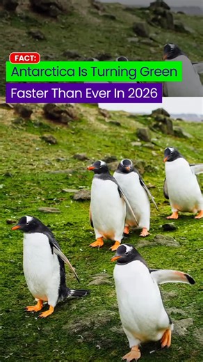In 2026 Antarctica is rapidly getting greener than ever but this change is a serious warning, not a success story. Rising temperatures are melting ice and exposing land. While the green patches may seem small, they signal accelerating warming in one of Earth’s most fragile regions. This greening can disrupt native ecosystems, allow invasive species to gain a foothold, and darken the surface, causing it to absorb more heat and melt even faster. Scientists fear this feedback loop could hasten ice