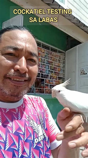 Cockatiels are native to Australia, where they are found largely in arid or semi-arid country but always close to water. Largely nomadic, the species will move to where food and water is available. | Kuya onard birdtricks show