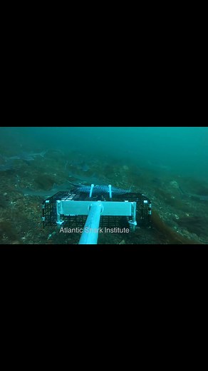 60 reactions · 8 comments | This BRUVs (Baited Remote Underwater...