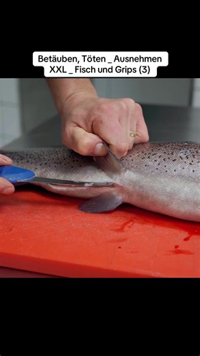 Betäuben, Töten _ Ausnehmen XXL _ Fisch und Grips (3)