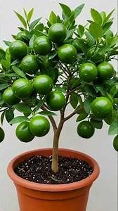 Easy and Fast Tricks How to Grow Lemon Tree from a Lemon! #shorts #garden