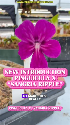 5.4K views · 168 reactions | Our first new Pinguicula of 2025 is...
