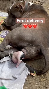 737K views · 4K reactions | Pitbull baby delivery,pitbull giving birth | Mr. LOST DOG | Facebook