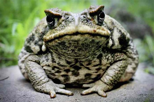 Watch out for this toxic Florida toad. It could be deadly