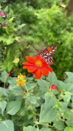 Beautiful Butterfly on a Bright Orange Flower 🦋🌺 #shorts