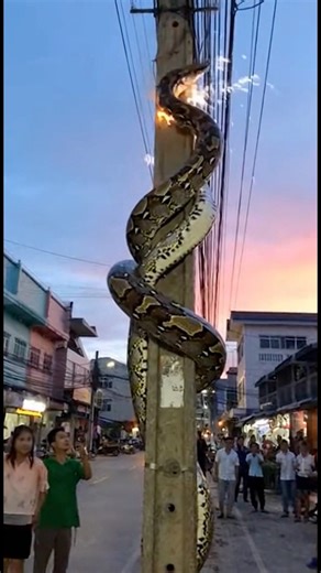 ระทึก! งูยักษ์เลื้อยพันเสาไฟฟ้าจนเกิดไฟช็อตประกายไฟวูบวาบ น่ากลัวมาก 😱⚡️ Terrifying moment as a massive python climbs a utility pole and causes electrical sparks! #งูยักษ์ #ไฟช็อต #คลิปโซเชียล #Python #Snake | Pjn Pree