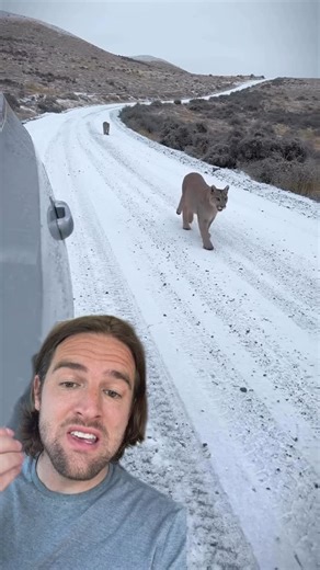 Scott Whitehead on Instagram: "Mountain lions are mysteriously migrating south from Yellowstone to Utah… What’s driving them? 🧐 #MountainLion #Wildlife #Cougar #FYP #ForYou #naturemystery"