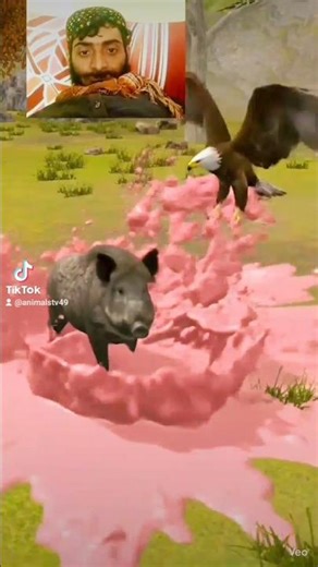 behar hurting eigle deko wild TV and aimls #2026short ##behar#hunting #animals 🦅🦏#youtubevideo