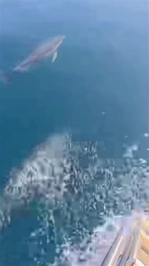 amazonka..552 (@amazonka..552)’s videos with оригинальный звук - ALEXANDER 🇰🇿 MU MUSIC 🎶🎧