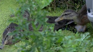 RAW: Ducklings fly (swim) away to new home