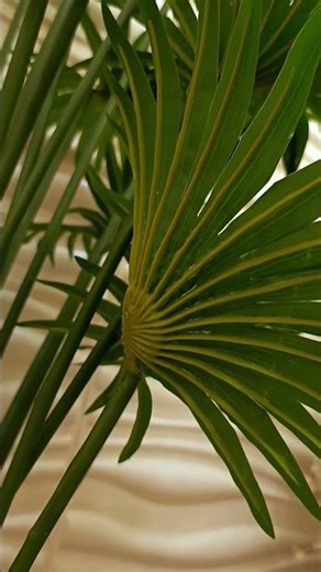 LADY PALM FLOWER