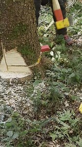 Smooth Cutting | Tree Arborist